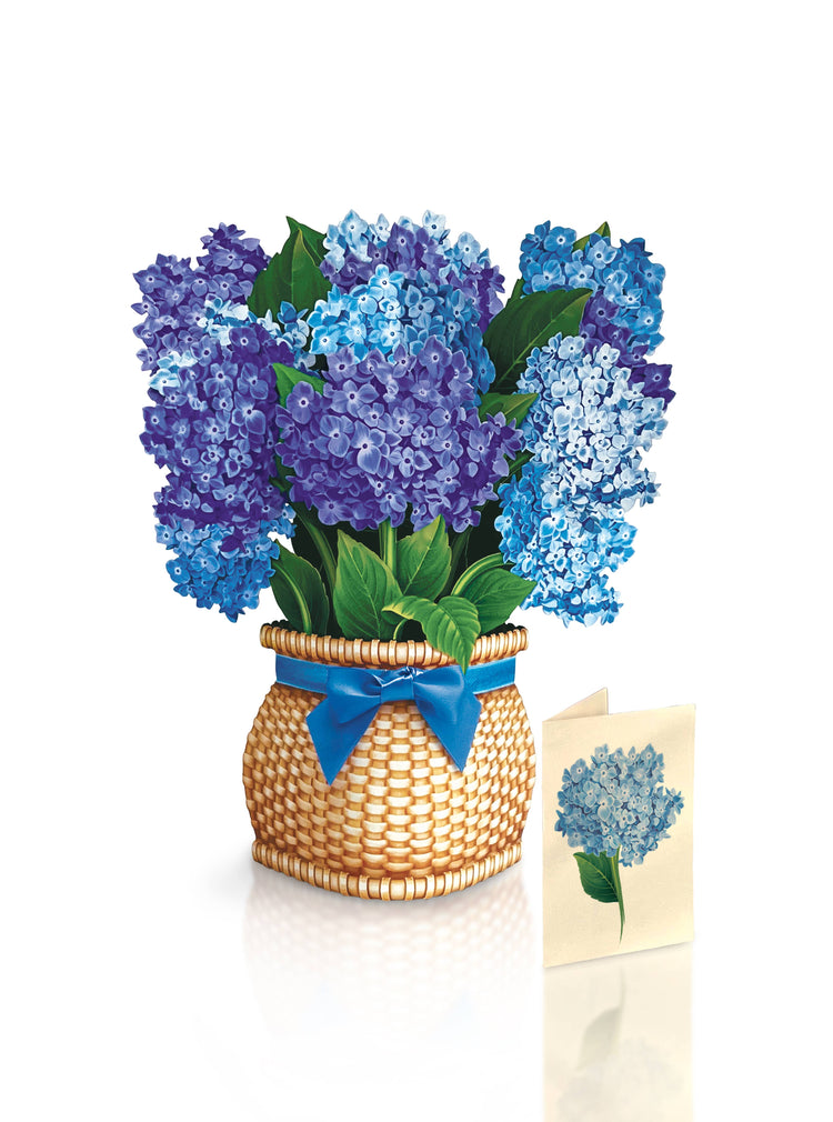 Nantucket Hydrangeas